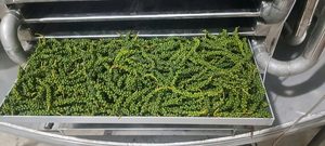 Pimiento Verde Liofilizado de Marca Propia para la Producción Alimentaria Moderna - Product Image 3