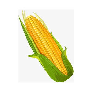 ข้าวโพดเลี้ยงสัตว์แห้งข้าวโพดเวียดนาม - Product Image 4