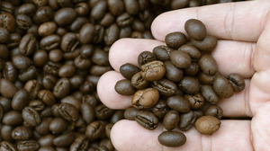 Grains de café arabica et robusta torréfiés africains à vendre - Product Image 5