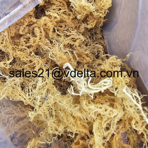Mosture 10% - 35% Dried Purple Sea Moss/ Wildcrafted Sun Dried Irish Sea Moss/ Ms. Lima - Product Image 1