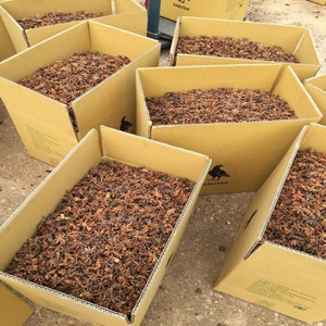 Le Sunrise Ins le plus vendu du Vietnam Qualité supérieure Anis étoilé Épices simples séchées Herbes Traitement brut Durée de conservation de 2 ans - Product Image 3