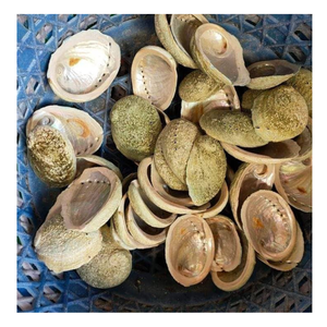 Elegancia de concha de abulón: conchas naturales para una decoración moderna del hogar y fiestas al aire libre, fáciles de diseñar, elegantes y muy buscadas - Product Image 2