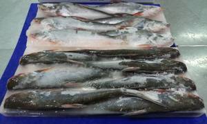 Pangasius Bullhead amarillo de alta calidad, 10kg, mariscos enteros congelados al vacío, envasados con 24 meses de vida útil directamente de Vietnam - Product Image 6