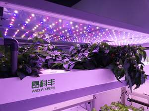 Conteneur agricole de 20 pieds 40HQ pour expédition maritime, conteneur agricole par fournisseur chinois, système complet de conteneur hydroponique pour fourrage - Product Image 6