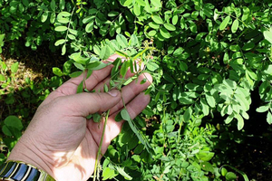 Chemical-Free Triple Refined Indigo Herbal <b>Hair</b> <b>Dye</b> Powder Semi-<b>Permanent</b> Indalo Brand Made in India Free Sample - Product Image 5