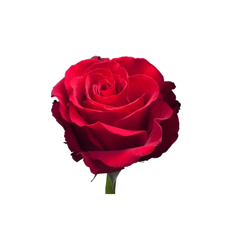 Vendita globale di Rose dell'ecuador di alta qualità Sexy fiori freschi naturali rossi Rose tagliate a stelo lungo per il matrimonio