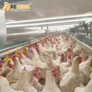 Système d'alimentation automatique pour élevage commercial de poulets de chair, équipement de cages de reproduction de type H pour poulets reproducteurs - Product Image 1