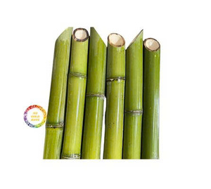 Poteaux de support solides pour plantes de bambou, piquets de jardin durables pour l'agriculture, la pépinière, l'agriculture et l'aménagement paysager - Product Image 4