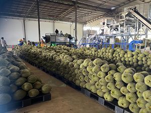 Durián Congelado Dulce de Alta Calidad, Orgánico, Monthong Ri6 Musang King LQF, Envasado al Vacío, de Granja Vietnamita, Marca 99 Gold Data - Product Image 6