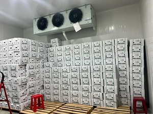 Tốt nhất bán <span class=keywords><strong>2025</strong></span> cây trồng mới cho trẻ & cũ-cao tiêu chuẩn xuất khẩu gừng trẻ & cũ gừng tươi ingwer gingembre/Anna làm - Product Image 3