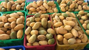 น้ำเข้มข้นมะม่วง-ผลไม้เข้มข้น (100% น้ำผลไม้สด) บริการ OEM ODM จากโรงงาน10กก./กล่อง - Product Image 2