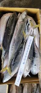 Poisson Layang Scad Muroaji surgelé IQF biologique naturel de qualité supérieure pour appât marin - <span class=keywords><strong>Marque</strong></span> HUANGDA Carton de 10 kg Jaune - Product Image 4