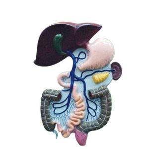 Modelo de sistema de portal del sistema nervioso del cuerpo humano anatómico nuevo suministro educativo para estudiantes de Biología - Product Image 2