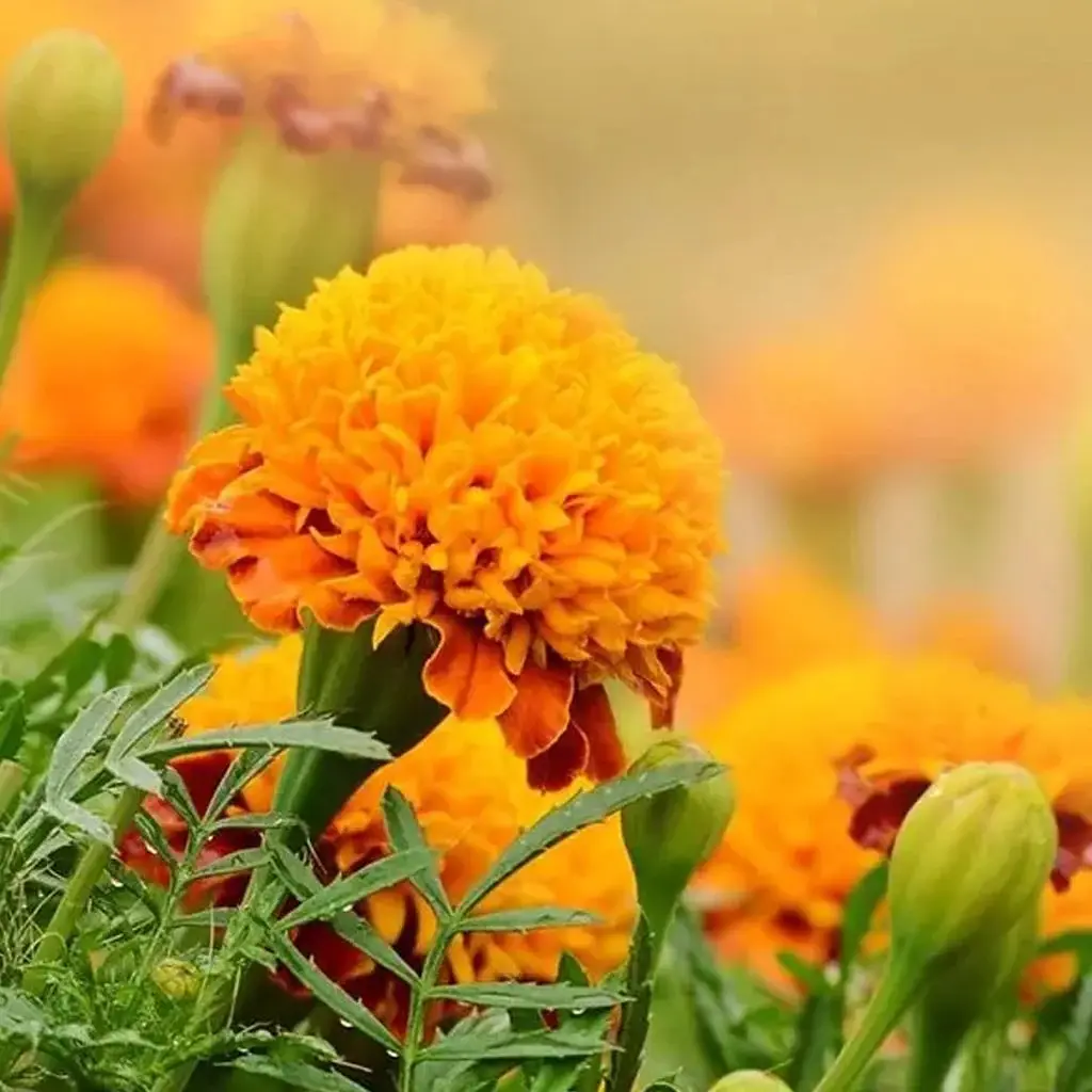 En iyi satış 100% doğal Tagetes uçucu yağ 100% Marigold yağ arındırmak Tagetes uçucu yağ toptan fiyata hindistan