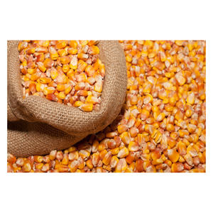 Meilleure vente à la demande, qualité standard, maïs jaune séché à 100%, grossiste, exportation des Philippines - Product Image 3