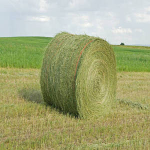 Balles de foin d'alfalfa biologique de qualité supérieure pour chevaux, bovins et poissons - Alimentation animale en vrac à vendre - Product Image 1