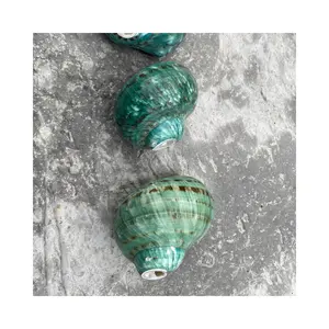 The Best Quality Great Green Turban Shell Rare Natural Blue Conch Shells High Quality With Competitive Price For Exporting