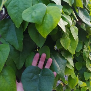 JALEA DE HIERBA VERDE EN POLVO | ORIGEN DE VIETNAM | LISTO PARA COCINAR | CALIDAD DE EXPORTACIÓN - Product Image 6