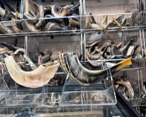 OEM High Quality Eco-Friendly Kudu Ram Horn Handcrafted Yemenite Shofar for Rosh Hashanah Kosher Natural <b>Crafts</b> Blown Kudu Horn - Product Image 6