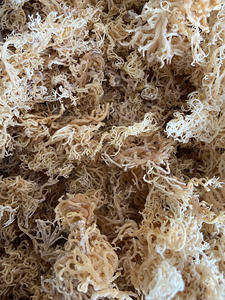 VIETNAMESE GOLDEN <b>RAW</b> <b>SEA</b> <b>MOSS</b> GOOD PRICE/<b>RAW</b> SALTED <b>SEA</b> <b>MOSS</b> WHOLESALES/EUCHEUMA COTTONII SEAWEED GOOD PRICE HIGH QUALITY 2024 - Product Image 3