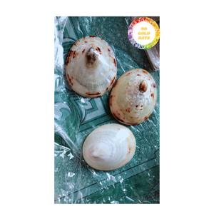 Limpet Polish Seashell Vietnam Ocean Natural Craft Material Parfait pour la décoration de table et l'art - Product Image 6