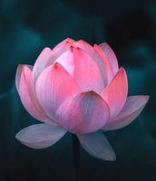 MEILLEUR PRIX CONSUMENT ! !! MEILLEUR PRIX COMPÉTITIF D'EXPORTATION - Fleur de lotus fraîchement coupée, naturelle, rose, 60-80 cm, durée de conservation de 2 mois