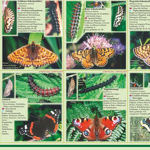 Affiche de papillons et chenilles européens, format allemand DIN A1, pour décoration murale - Product Image 3