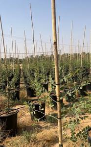 Cannes de bambou naturelles | Traitement sur mesure | Pour vignoble et jardin | Achat en vrac - Product Image 5