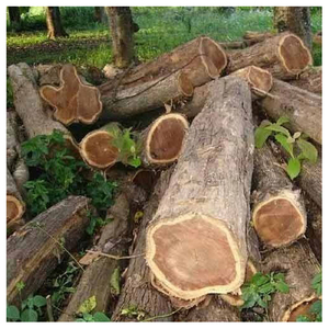 ไม้ซุงไม้สักลมแห้งสำหรับแกะสลักและตกแต่งภายในคุณภาพสูง - Product Image 4