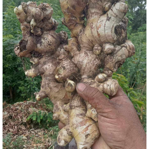 Gingembre frais de haute qualité avec un arôme puissant à peau lisse et une saveur naturelle adaptée à l'exportation et à l'approvisionnement en gros - Product Image 5