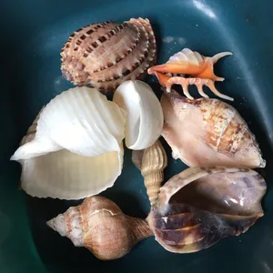 Conchas de mar, conchas de caracol marinho, conchas de caranguejo eremita são usadas para joias, cosméticos, fotografia artesanal Tom
