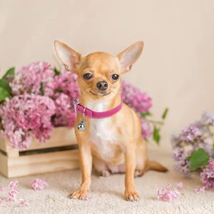 Colliers de chien en cuir violet Qualité supérieure Taille réglable Conception élégante douce et confortable Boucle solide pour un ajustement sûr - Product Image 4