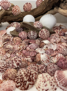 Coquille de pétoncle utilisée pour les paramètres de buffet d'affichage des aliments Exigences de restauration et d'emballage de cadeaux d'événement - Product Image 3