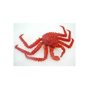 Crabe royal chilien à prix avantageux, disponible pour les commandes importantes et la revente commerciale - Product Image 4