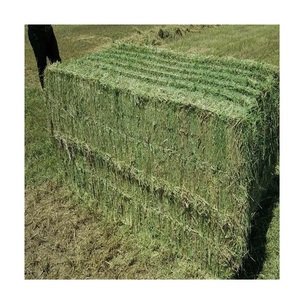 Heno de alfalfa turco de alta calidad, heno de avena en venta / Heno de alfalfa más vendido / Heno de alfalfa para alimentación animal - Product Image 3