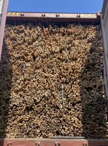 Hot Selling Nature Raw Bamboo <b>Poles</b> Straight Bamboo Tree Stakes Large Bamboo <b>Poles</b> <b>for</b> Decoration - Product Image 3