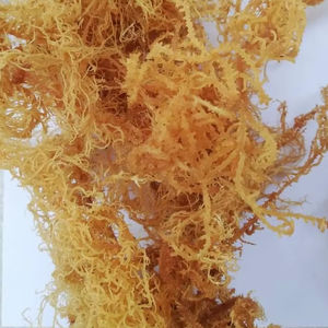 สาหร่ายธรรมชาติจากเวียดนามมอสทะเลส้มสาหร่ายทะเลป่าระดับพรีเมียม - Product Image 1