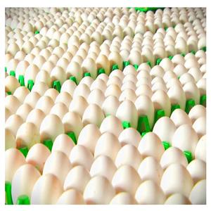 ไข่ไก่สดทรงโต๊ะสำหรับฟาร์มแบบพรีเมียมไข่ไก่สีน้ำตาลและสีขาว - Product Image 4