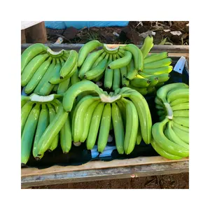 出厂价供应新鲜卡文迪许香蕉优质有机卡文迪许香蕉来自越南供应商