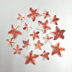 Herramientas y Suministros para Manualidades Sea Star - Product Image 1