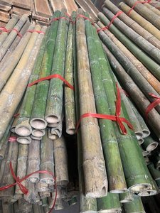 Poteau de bambou sec et fournisseur de bambou en gros extérieur jaune nature brut fabriqué au Vietnam - Product Image 3