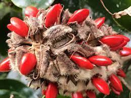 Semilla Magnolia para Agricultura Semilla de Alta Calidad para Jardín y Uso Agrícola - Product Image 2