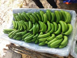 Plátanos frescos cultivados en Vietnam, arboledas exuberantes, naturalmente dulces para recetas, aperitivos, postres, fáciles de usar, frescura seductora - Product Image 2