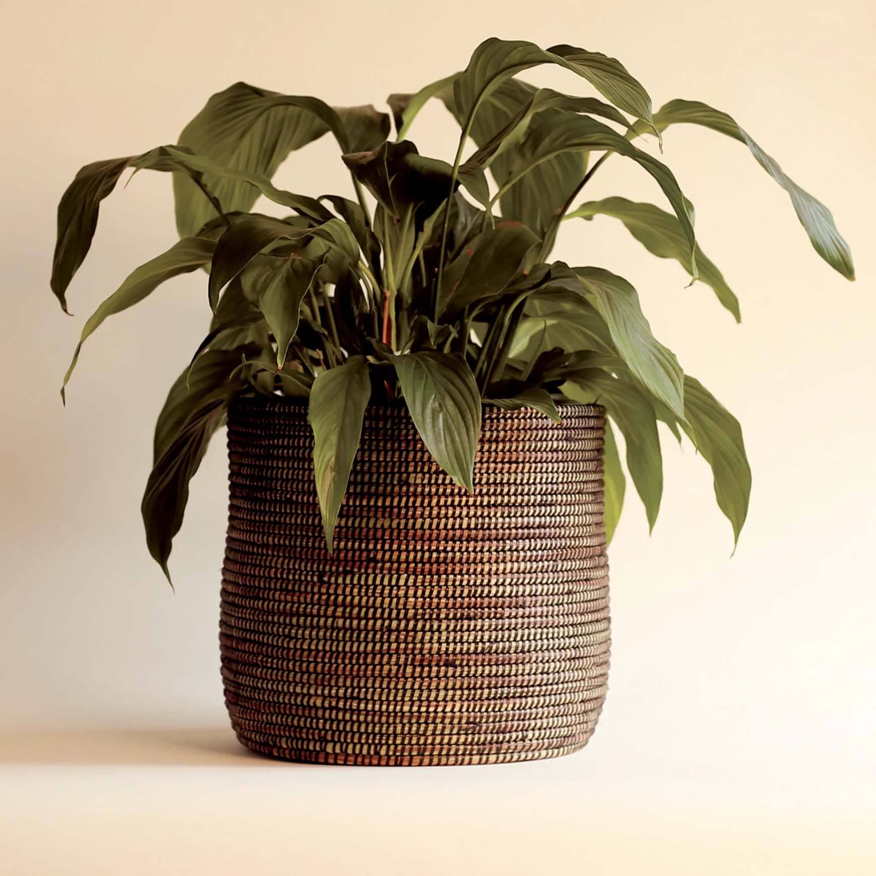 ธรรมชาติ