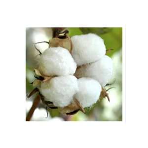 100% <b>Raw</b> <b>Cotton</b> Bales Premium Compressed Fiber For Textile Use At Wholesale Price - Product Image 3