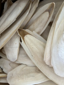 Sepia hueso sepia SKAL sepia schulp para pájaros juguetes para masticar Os De Seiche Venta caliente 2024 grandes cantidades embalaje a granel - Product Image 6