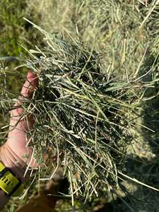 Heno de Alfalfa Natural Curado al Sol para Ganado Lechero y Caballos, Pacas de Heno de Alfalfa 100% Natural para Alimentación Animal - Product Image 3