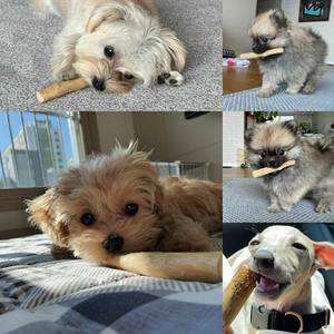 Juguete masticable de madera de café natural ecológico para perros, juguete moderno de lujo para mascotas de Vietnam - Product Image 5