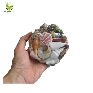 Natural Assorted Seashell Mix Bag Polished Eco-Friendly <b>Souvenir</b> Ornament for Home <b>Wedding</b> Decoration Gift Eco Green Vietnam Ba - Product Image 4
