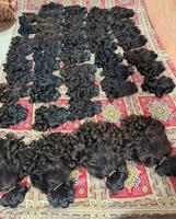 Cheveux humains indiens Super Double Drawn, bouclés et rebondissants, tissage de cheveux humains Fummi